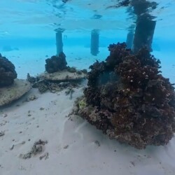 InterContinental Bora Bora Le Moana Resort - Sea (White Sand Seabed) InterContinental Bora Bora Le Moana Resort - Sea (white sand seabed)